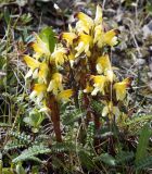 Pedicularis oederi