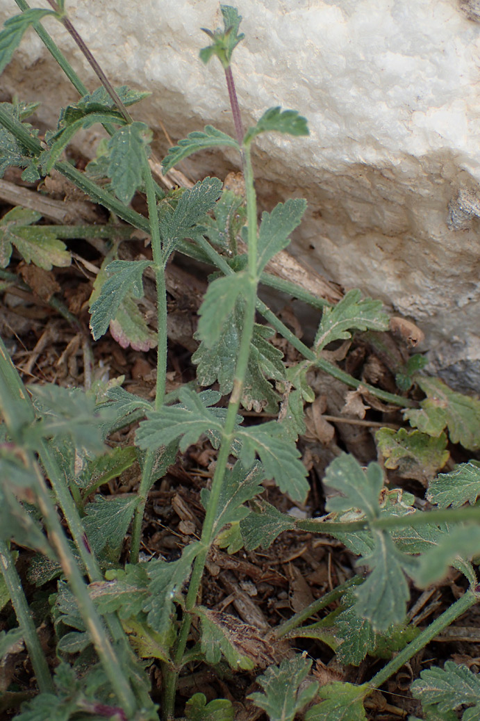 Изображение особи Verbena officinalis.