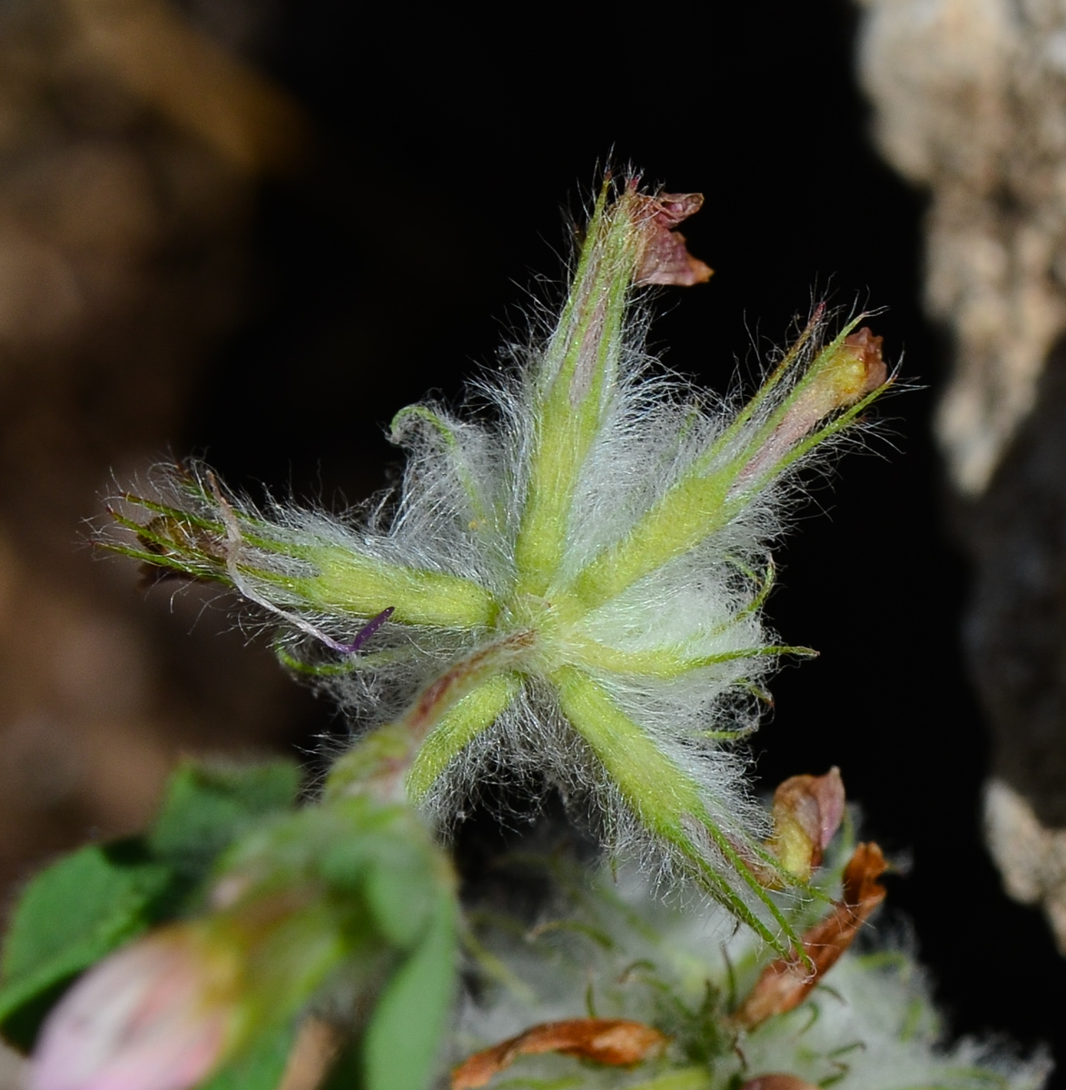 Image of Trifolium eriosphaerum specimen.