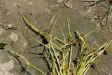 Cyperus fuscus. Верхушка цветущего растения. Восточный Казахстан, г. Усть-Каменогорск, берег р. Ульба, влажный луг. 24.07.2017.