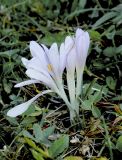 Colchicum umbrosum