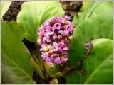 Bergenia crassifolia. Соцветие в розетке листьев. Чувашия, г. Шумерля, двор шк. № 3. 22 апреля 2008 г.