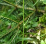Hieracium silenii