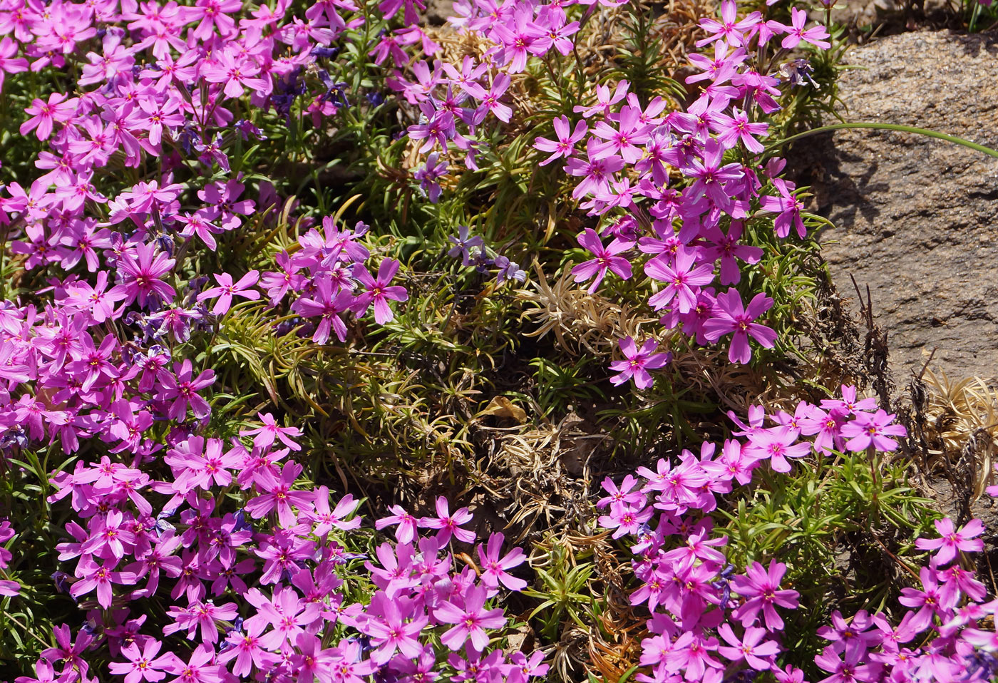 Изображение особи Phlox subulata.