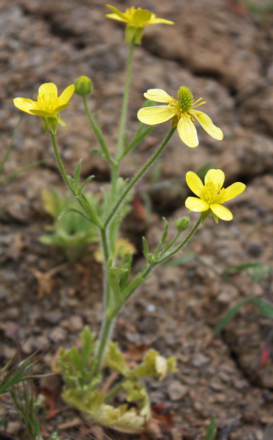 Изображение особи Ranunculus oxyspermus.