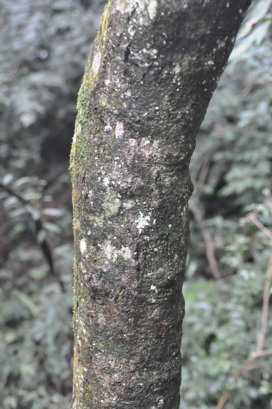 Image of Clerodendrum mandarinorum specimen.