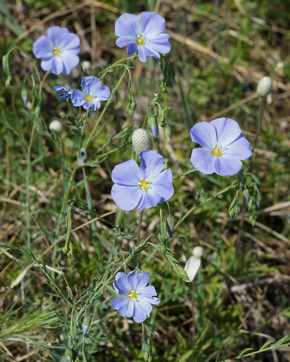 Image of Linum komarovii specimen.