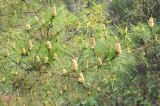 genus Pinus. Ветви с микростробилами. Китай, провинция Хунань, Сянси-Туцзя-Мяоский автономный округ, окр. г. Фэнхуан, окр. Южной Китайской стены. 02.04.2015.