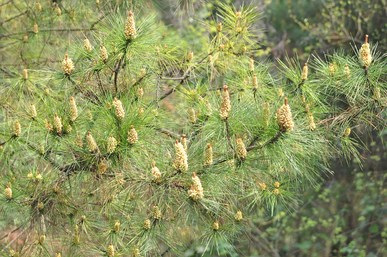 Image of genus Pinus specimen.