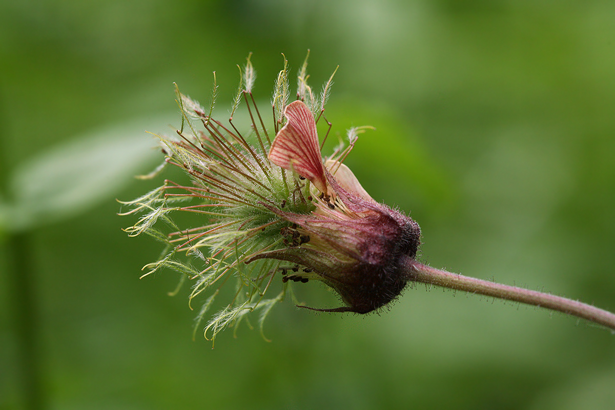 Изображение особи Geum rivale.