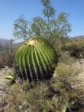 Echinocactus platyacanthus