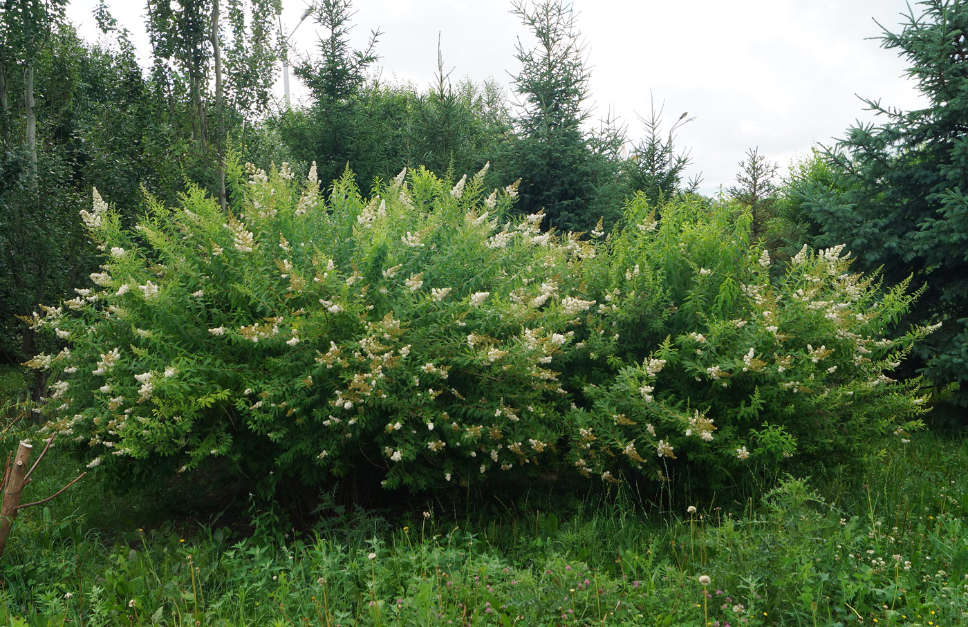 Изображение особи Spiraea alba.