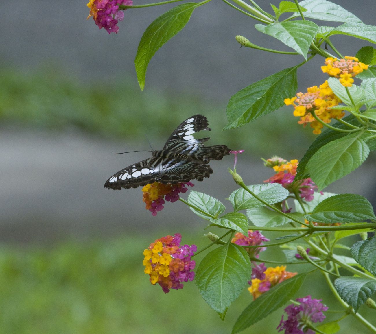 Image of Lantana camara specimen.