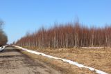 Betula pendula