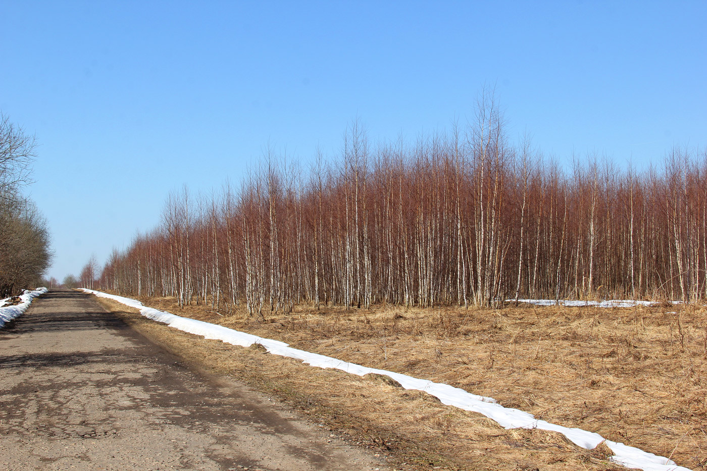 Изображение особи Betula pendula.