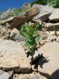 Aethionema carneum. Цветущее растение. Южный Казахстан, Сырдарьинский Каратау, горы Улькунбурултау, ≈ 900 м н.у.м., каменистый склон южной экспозиции. 27 апреля 2018 г.