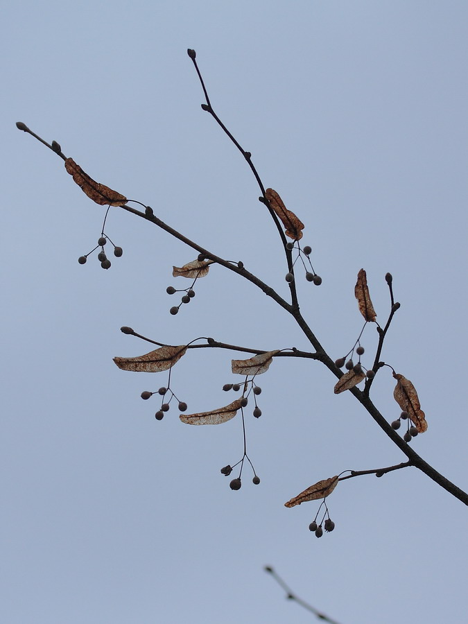 Изображение особи Tilia cordata.