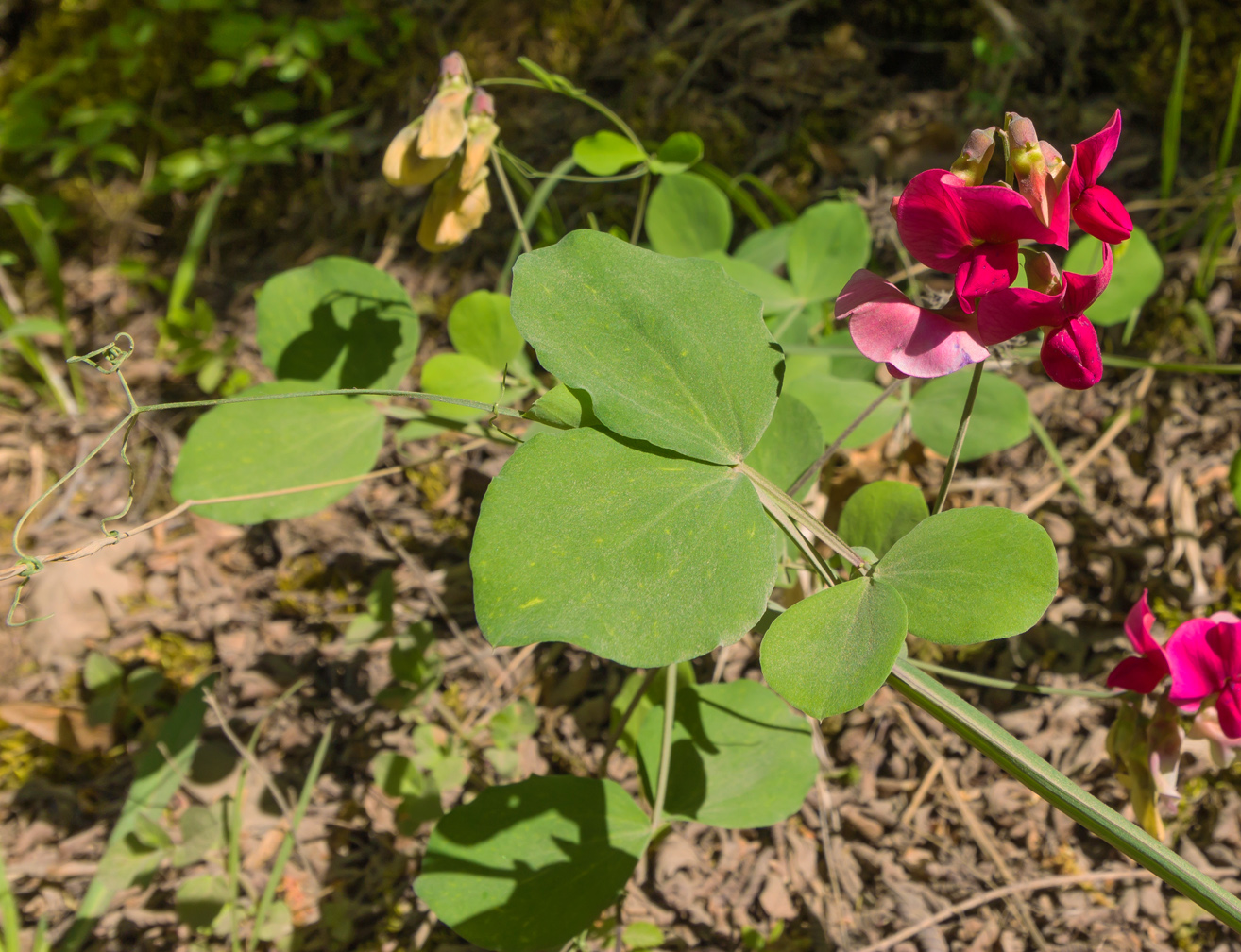 Изображение особи Lathyrus rotundifolius.