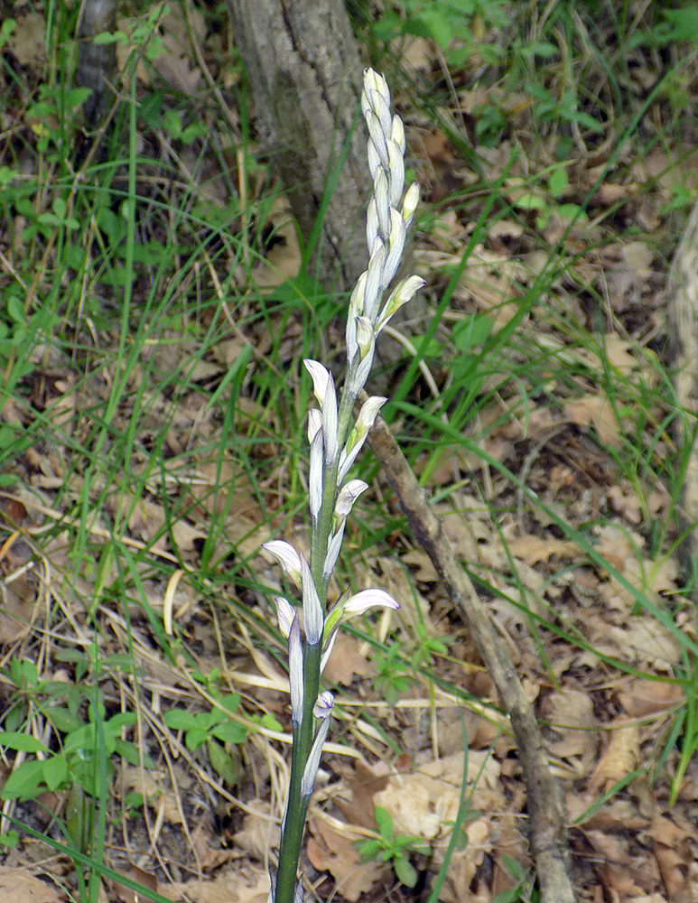 Image of Limodorum abortivum specimen.