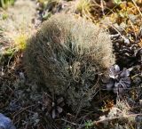 Cladonia rangiferina