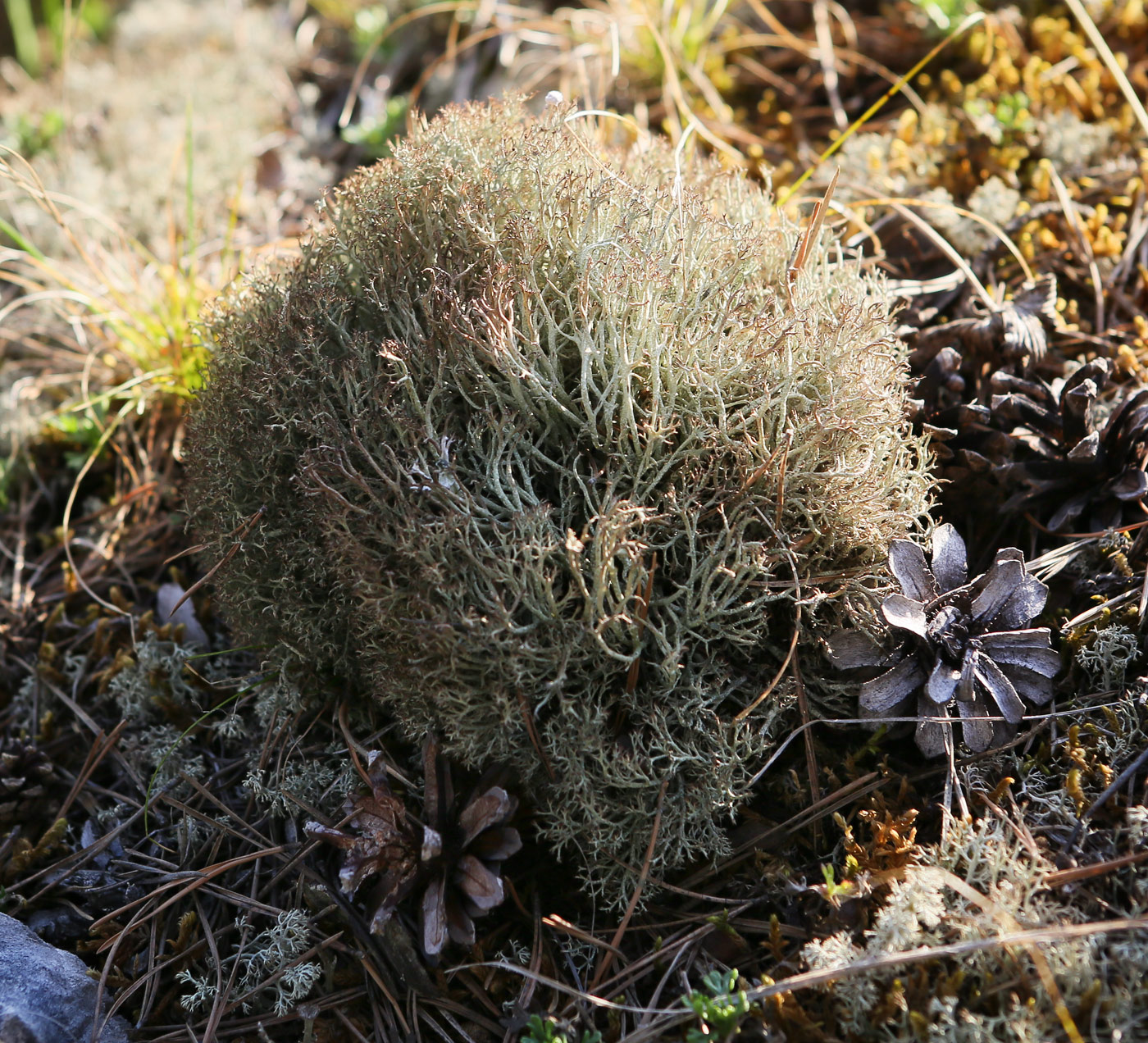 Image of Cladonia rangiferina specimen.