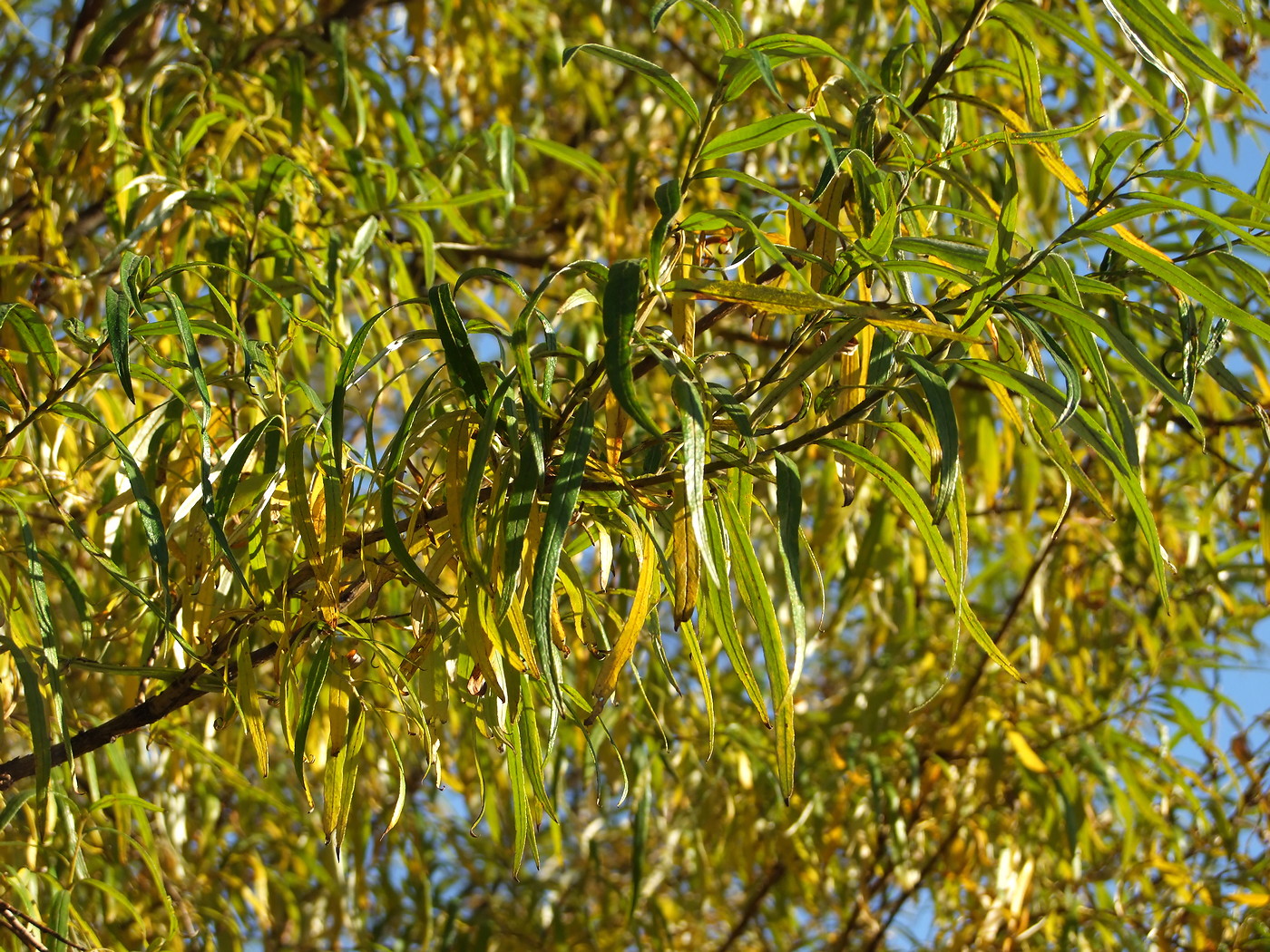 Image of Salix schwerinii specimen.