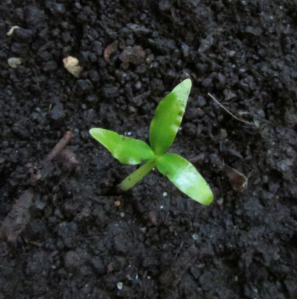 Image of Magnolia sieboldii specimen.