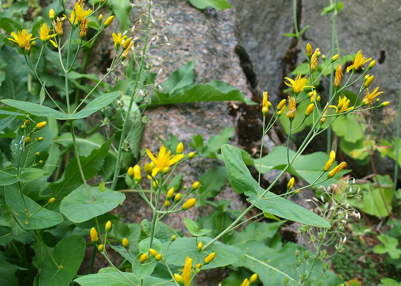 Изображение особи Hypericum bupleuroides.