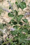 Psoralea drupacea. Часть побега с соцветиями. Узбекистан, Кашкадарьинская обл., Гузарский район, окр. Пачкамарского вдхр. 25.05.2010.