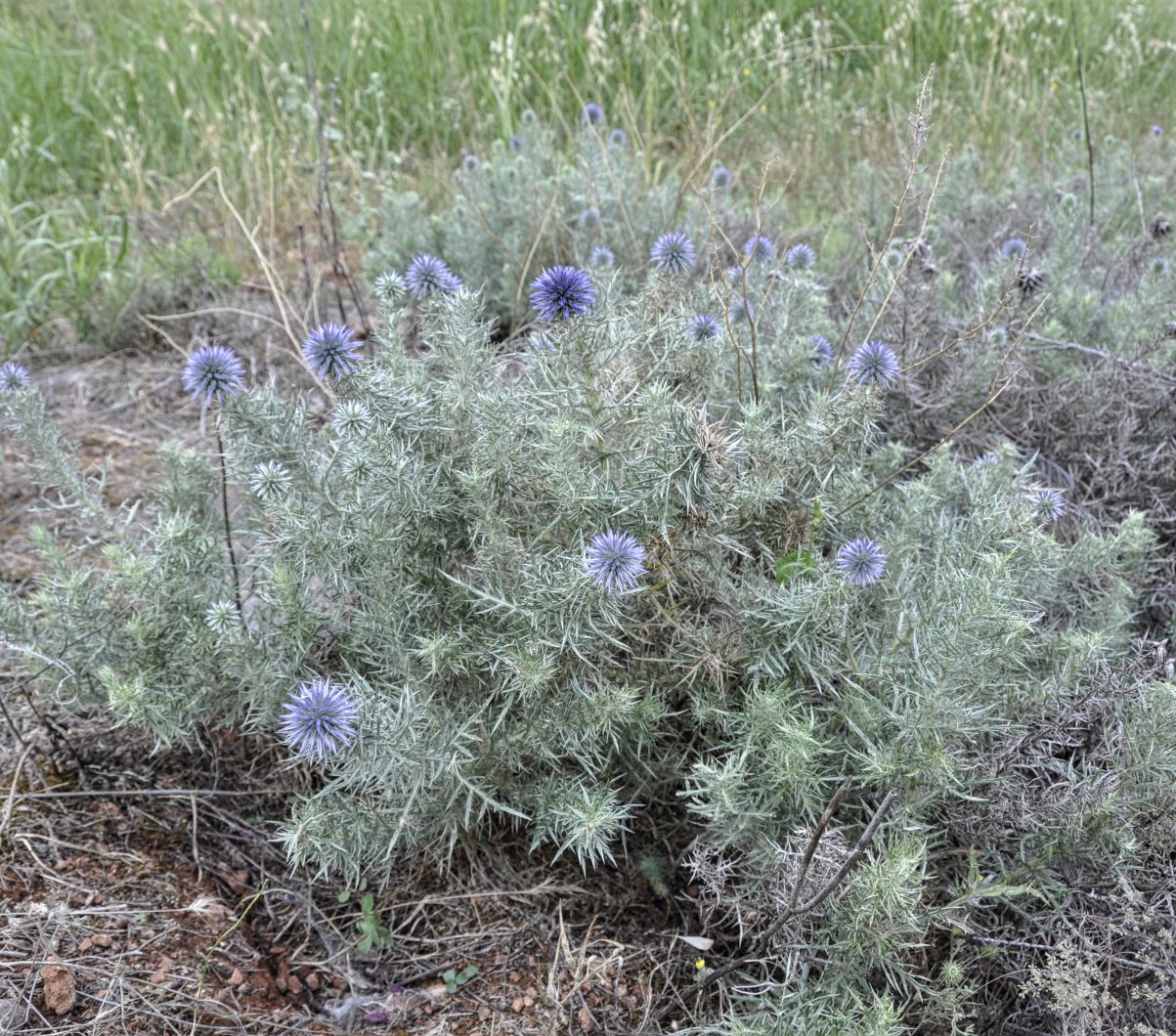 Image of Echinops graecus specimen.