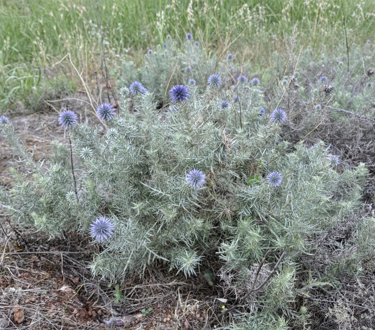 Изображение особи Echinops graecus.