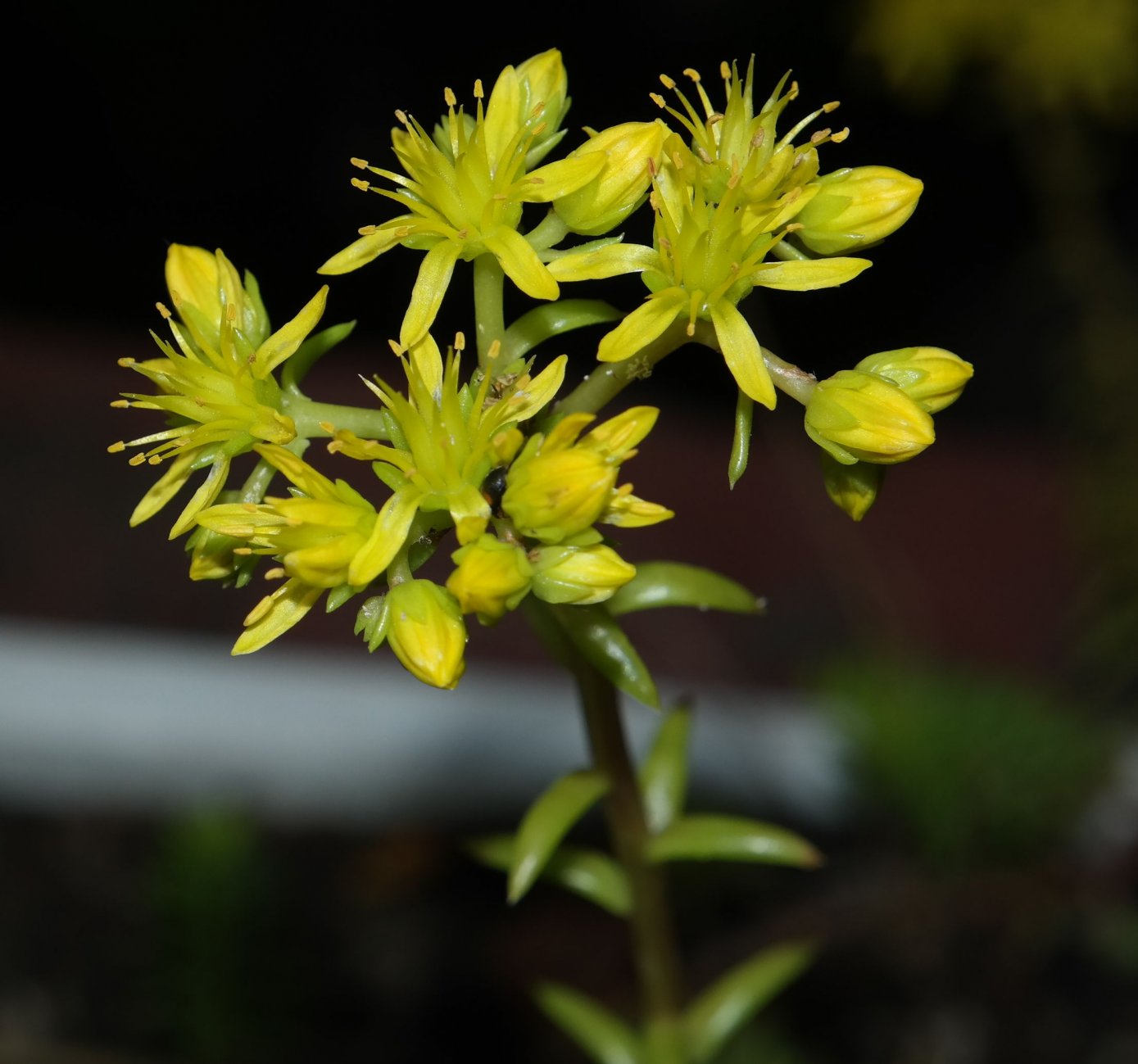 Изображение особи Sedum rupestre.