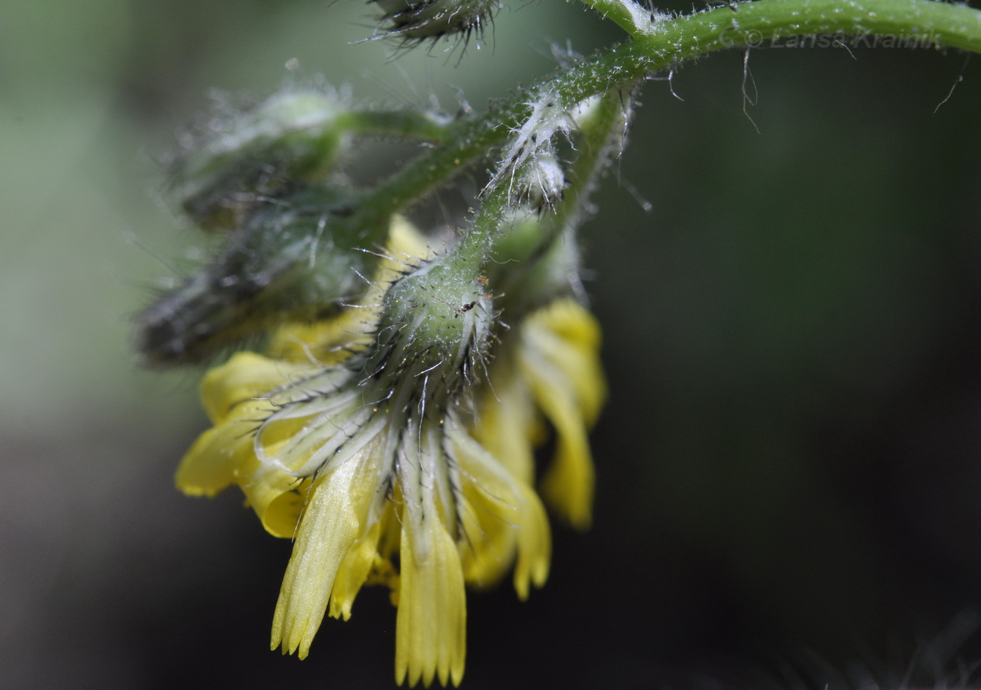 Image of Pilosella &times; floribunda specimen.