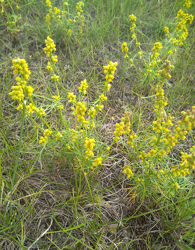 Image of Artemisia palustris specimen.