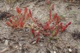 Rumex bucephalophorus