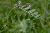 Vicia sepium