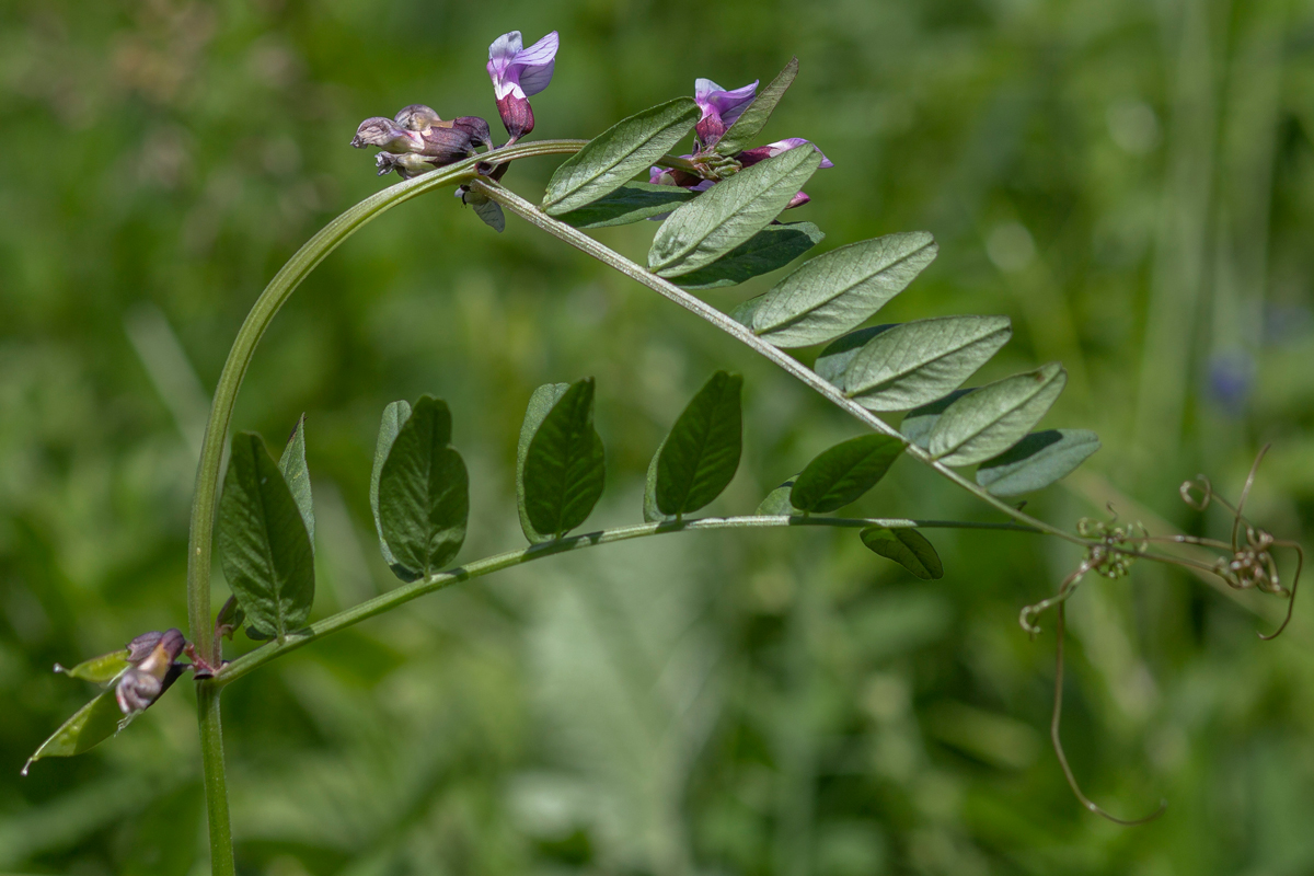 Изображение особи Vicia sepium.