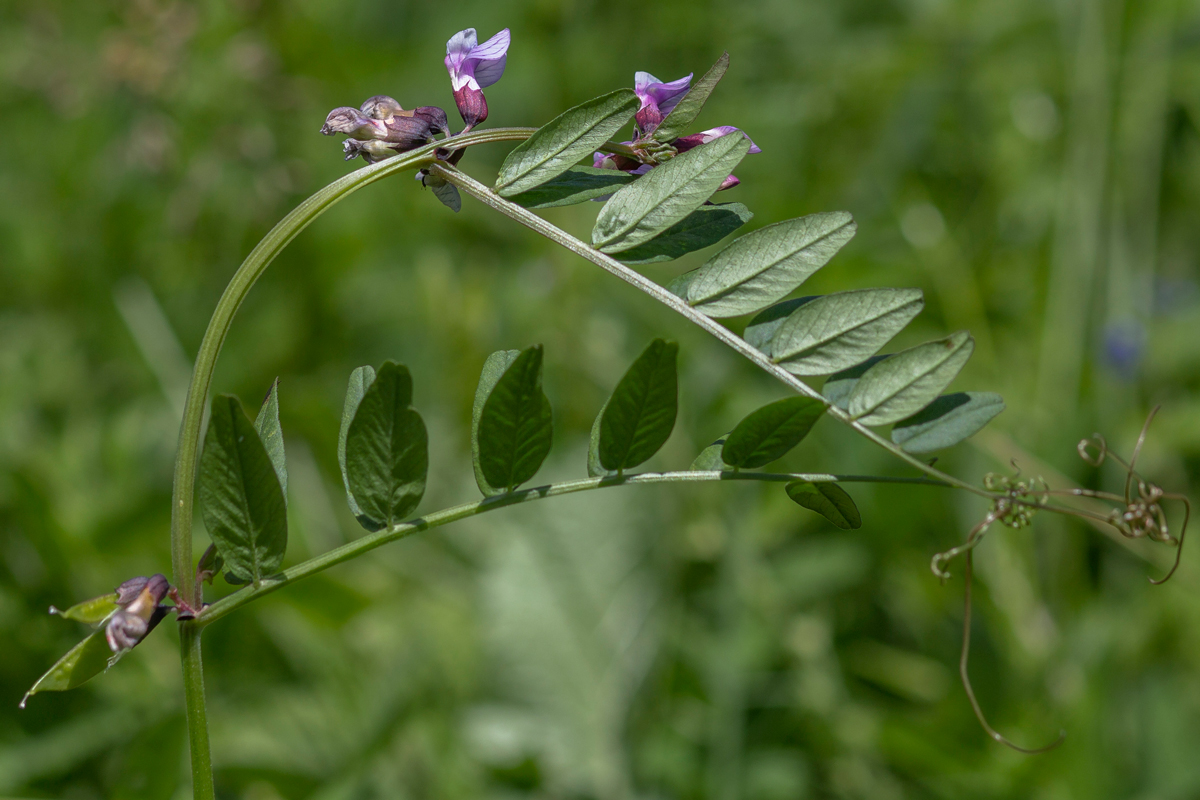 Image of Vicia sepium specimen.