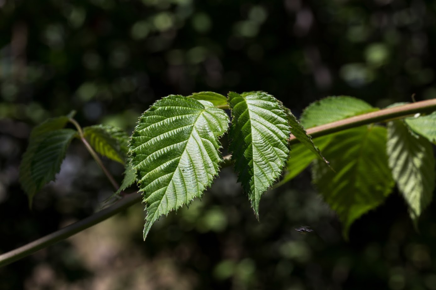 Изображение особи род Rubus.