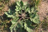 Artemisia vulgaris