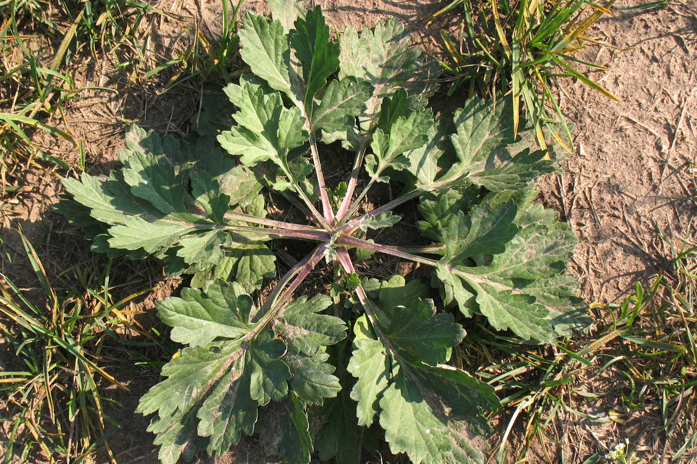 Image of Artemisia vulgaris specimen.