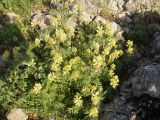 Oxytropis pilosa