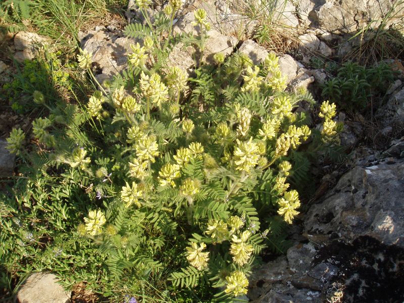 Изображение особи Oxytropis pilosa.