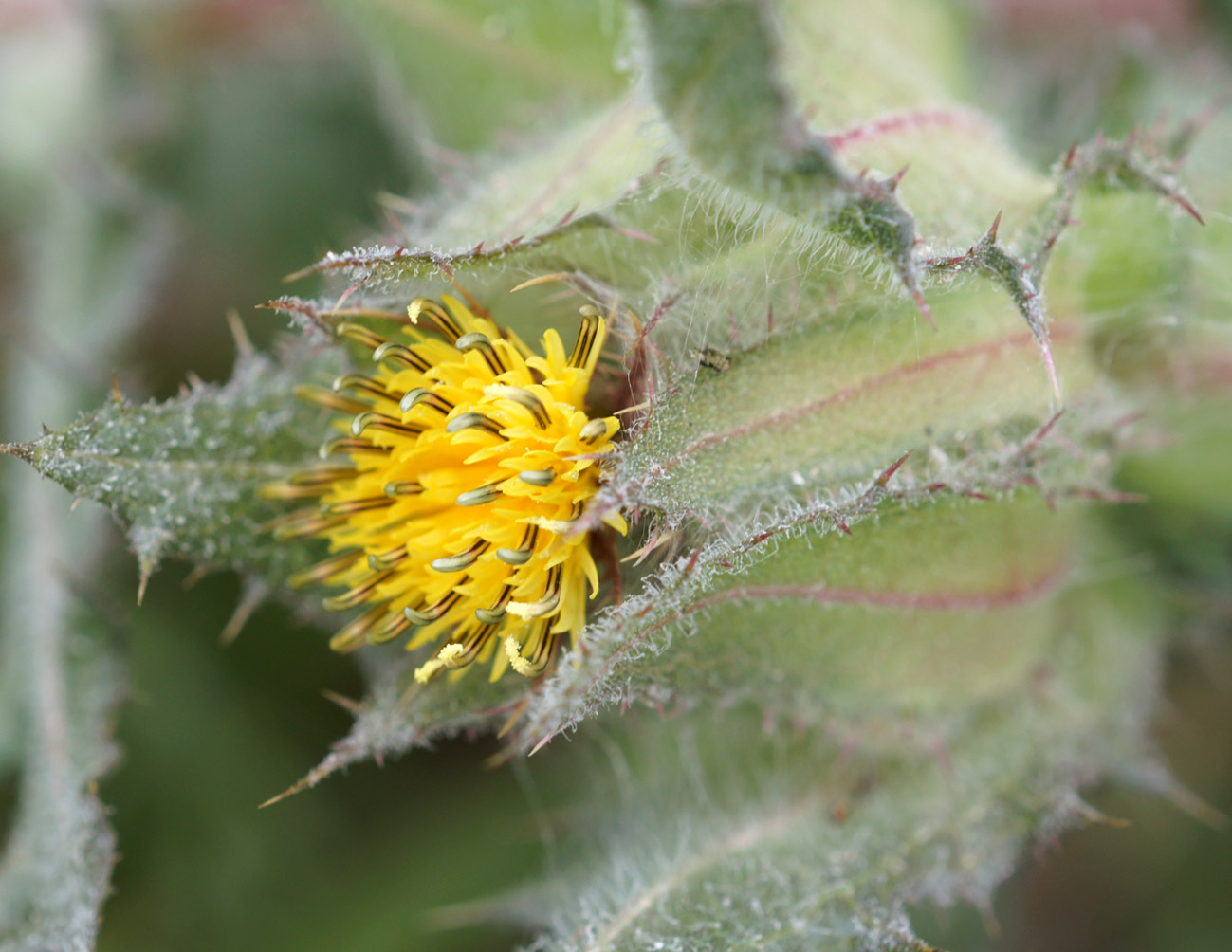 Image of Centaurea benedicta specimen.