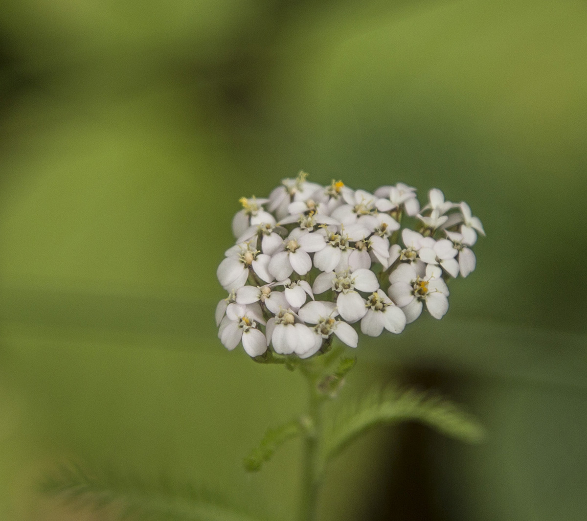 Изображение особи Achillea millefolium.