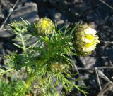 Tripleurospermum tetragonospermum
