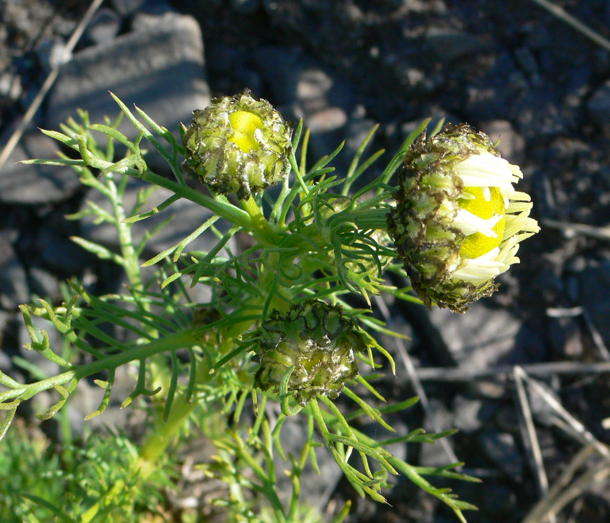 Image of Tripleurospermum tetragonospermum specimen.