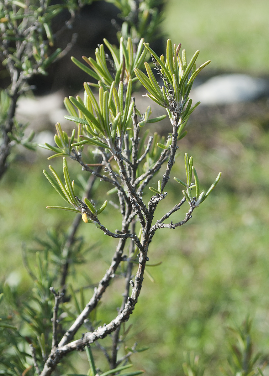 Изображение особи Rosmarinus officinalis.