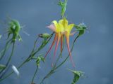 genus Aquilegia