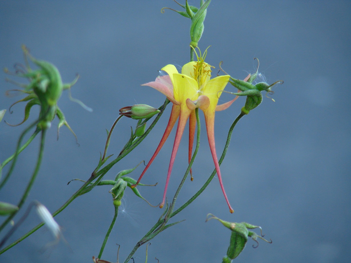 Изображение особи род Aquilegia.